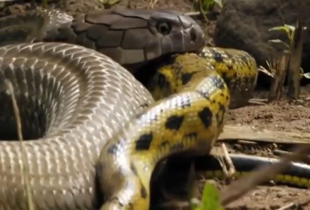 Ảnh cắt từ clip.