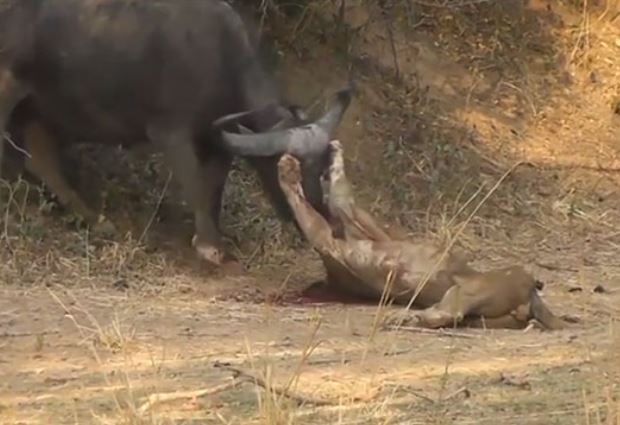 Ảnh cắt từ clip.