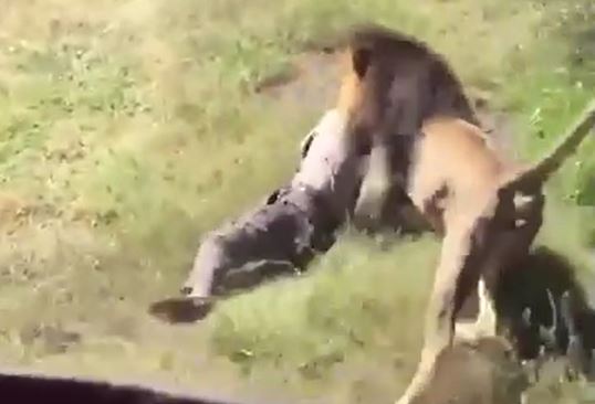 Ảnh cắt từ clip.