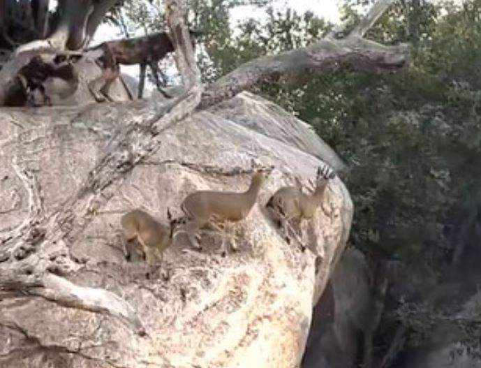 Ảnh cắt từ clip.