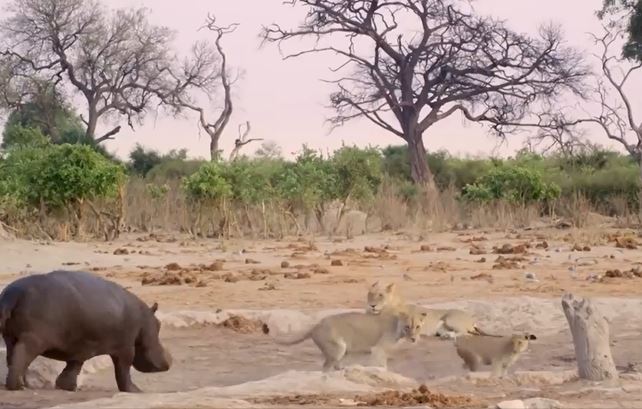 Ảnh cắt từ clip.