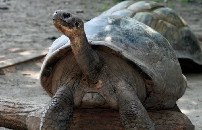 Mommy đã được nuôi tại Vườn thú Philadelphia từ năm 1932.