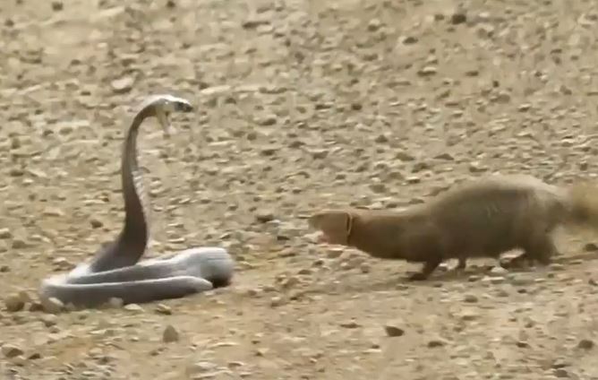 Ảnh cắt từ clip.