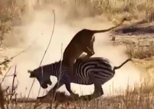 Ảnh cắt từ clip.