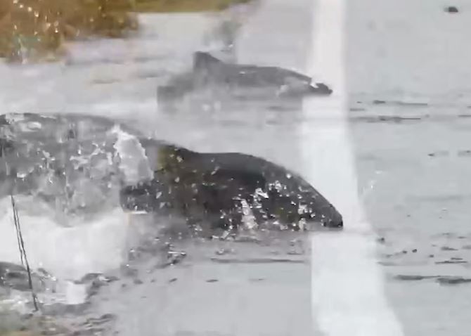 Ảnh cắt từ clip.