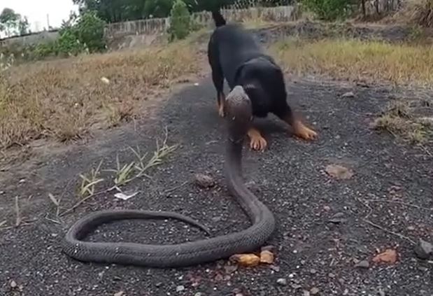 Ảnh cắt từ clip.