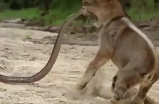 Ảnh căt từ clip.