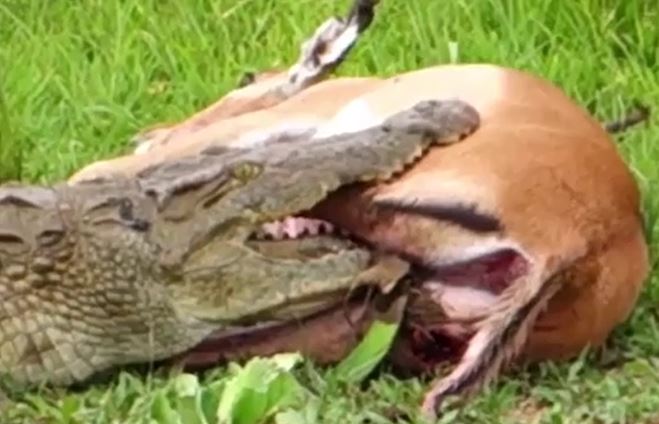 Ảnh cắt từ clip.