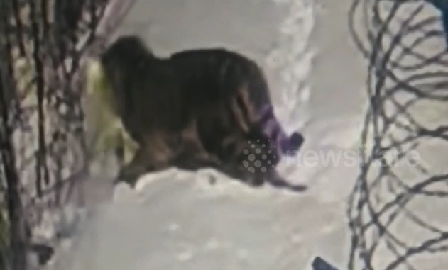 Ảnh cắt từ clip.