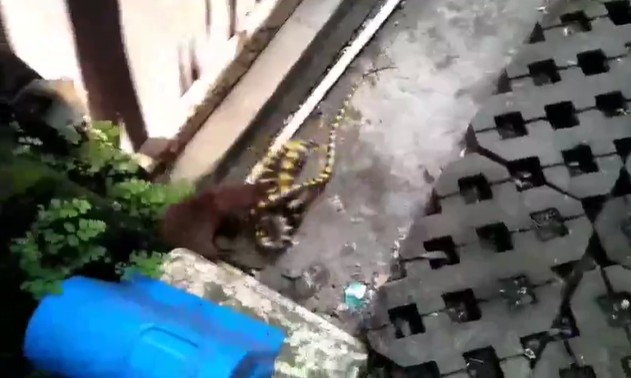 Ảnh cắt từ clip.