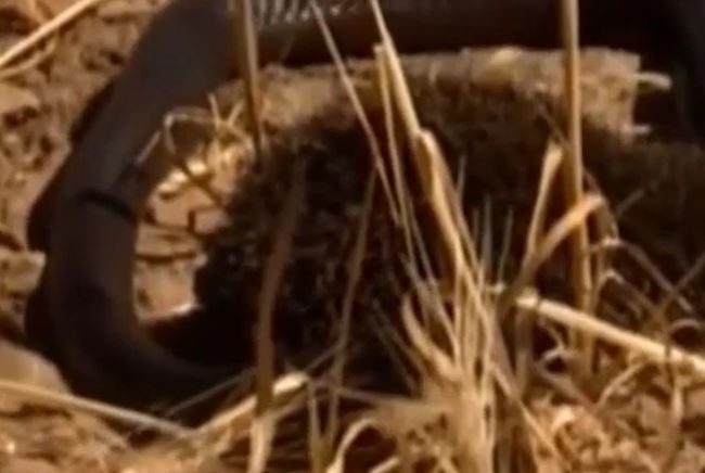 Ảnh cắt từ clip.