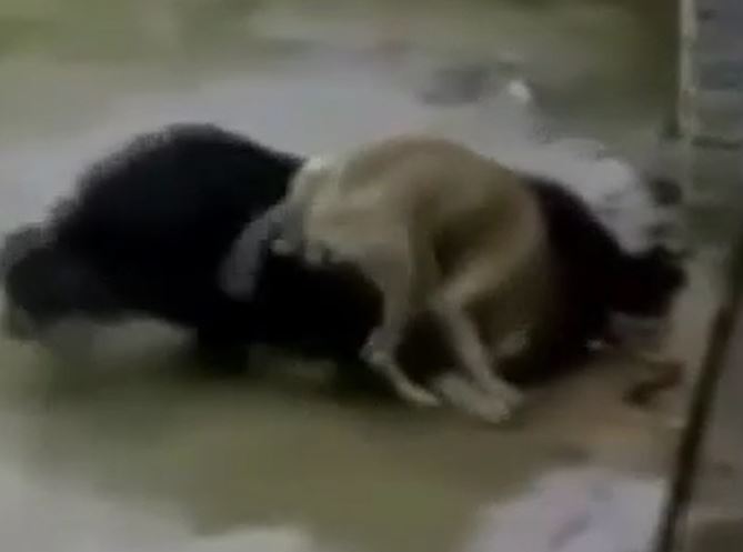 Ảnh cắt từ clip.