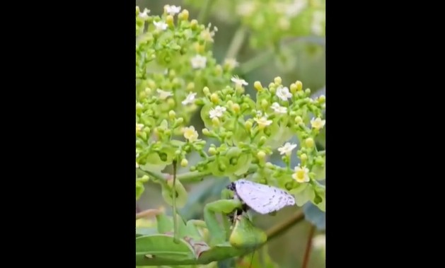 Ảnh cắt từ clip.