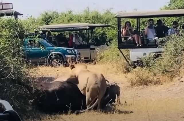 Ảnh cắt từ clip.