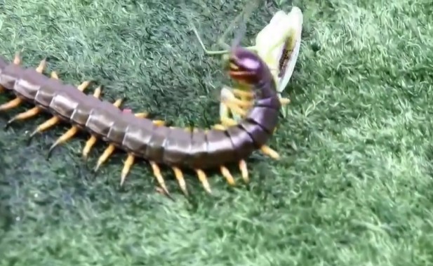 Ảnh cắt từ clip.