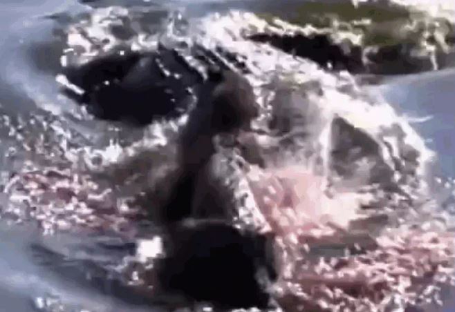 Ảnh cắt từ clip.