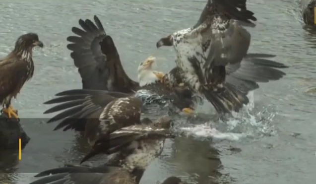 Ảnh cắt từ clip.