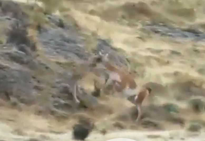 Ảnh cắt từ clip.