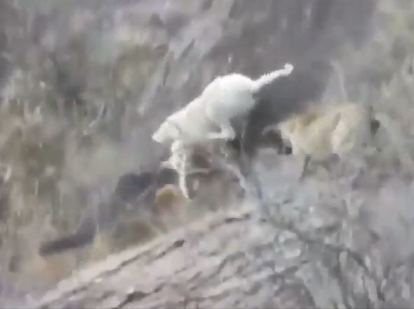 Ảnh cắt từ clip.