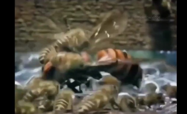 Ảnh cắt từ clip.