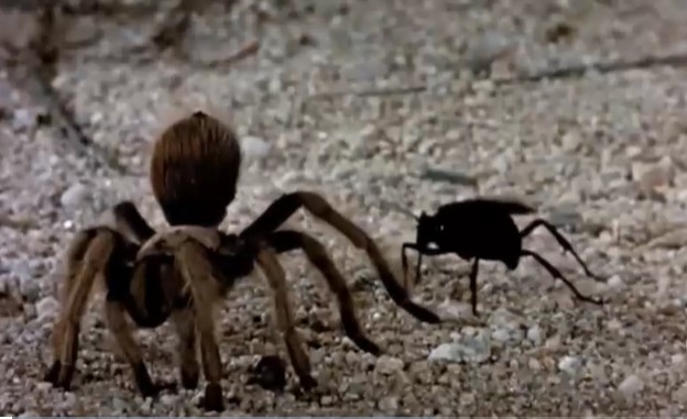 Ảnh cắt từ clip.