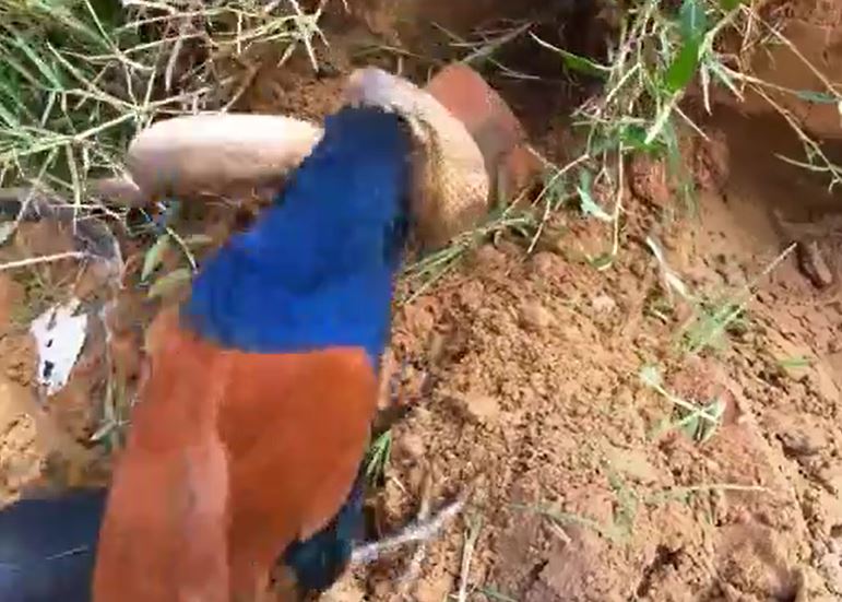 Ảnh cắt từ clip.