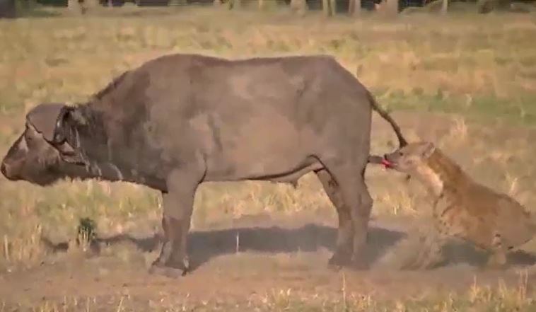 Ảnh cắt từ clip.