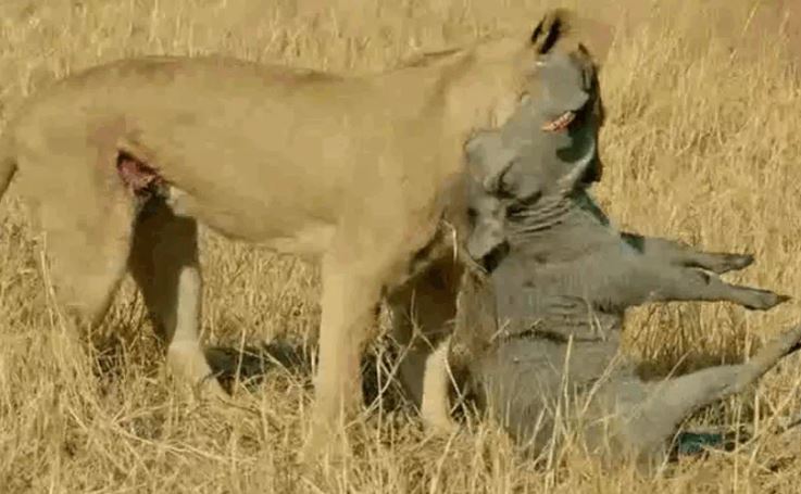 Ảnh cắt từ clip.