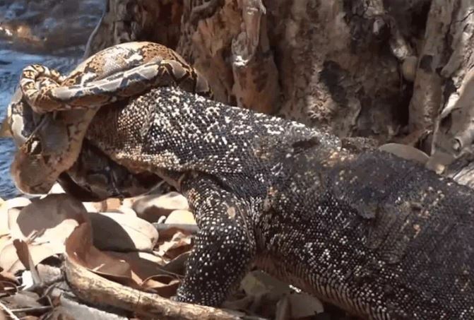 Ảnh cắt từ clip.