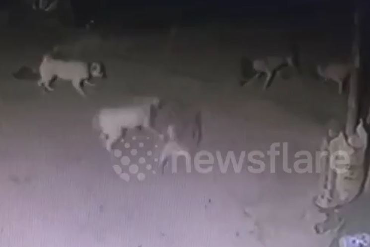 Ảnh cắt từ clip.