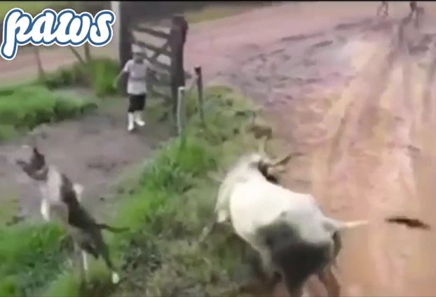 Ảnh cắt từ clip.