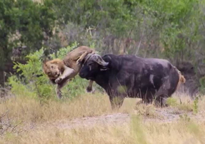 Ảnh cắt từ clip.