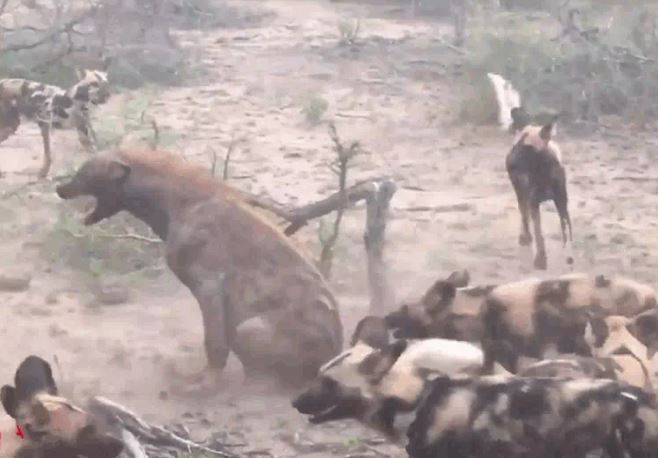 Ảnh cắt từ clip.