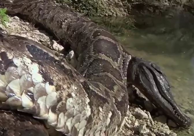 Ảnh cắt từ clip.