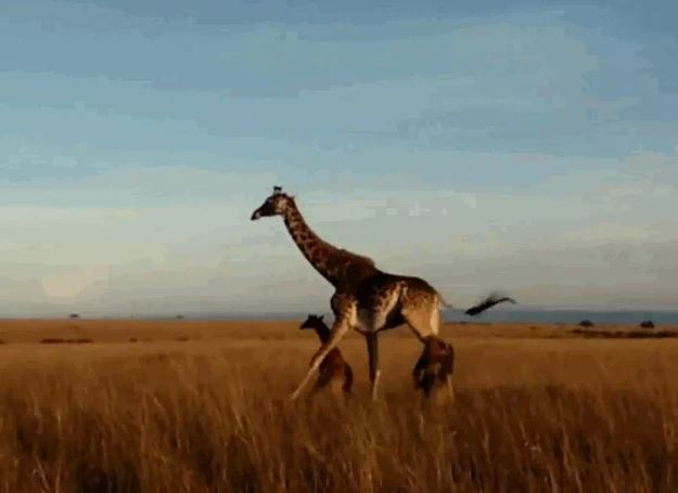 Ảnh cắt từ clip.