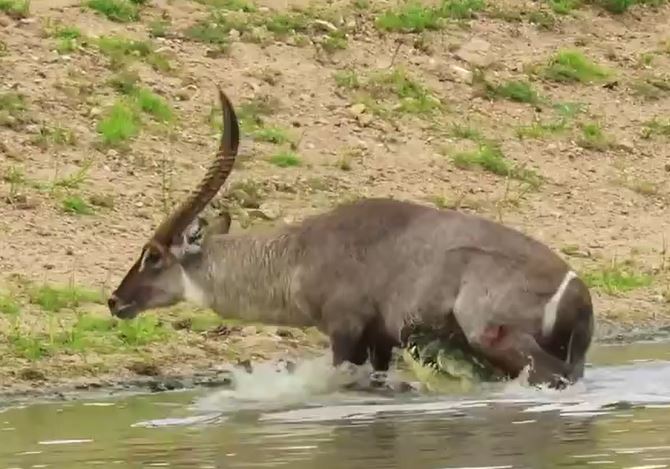 Ảnh cắt từ clip.