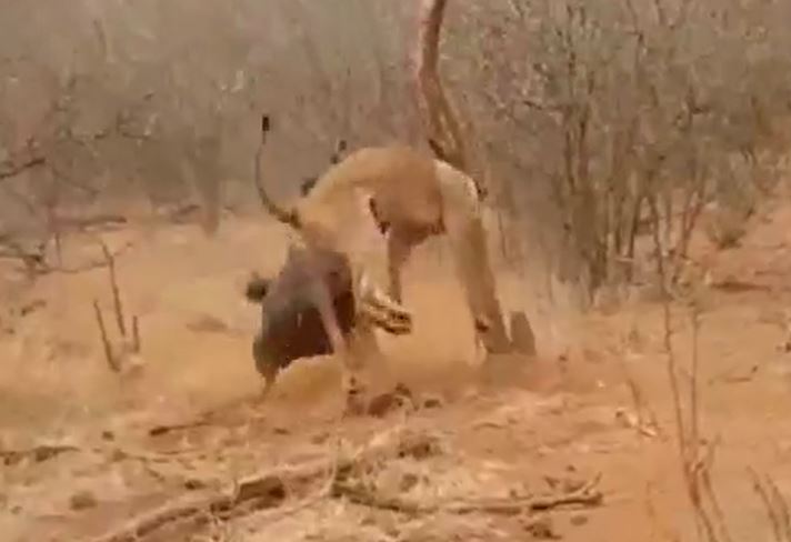 Ảnh cắt từ clip.