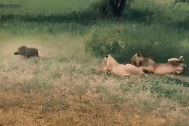 Ảnh cắt từ clip.