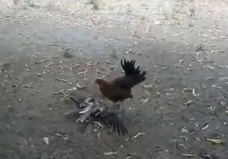 Ảnh cắt từ clip.