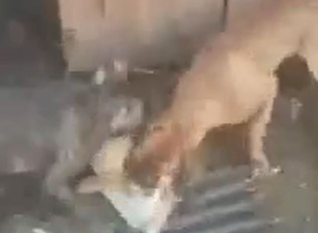 Ảnh cắt từ clip.