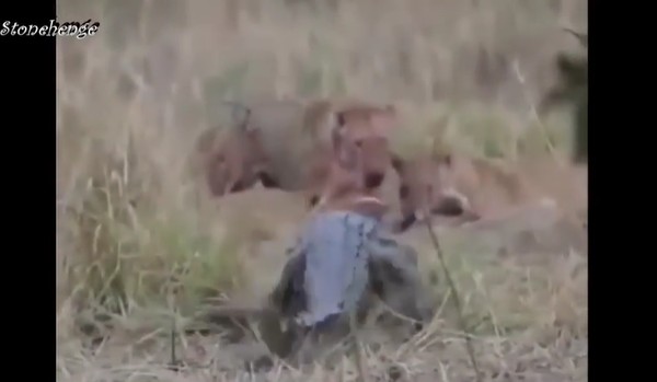 Ảnh cắt từ clip.