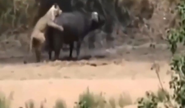 Ảnh cắt từ clip.