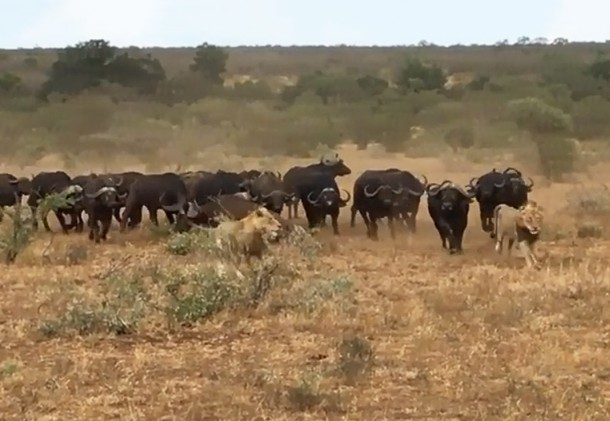 Ảnh cắt từ clip.