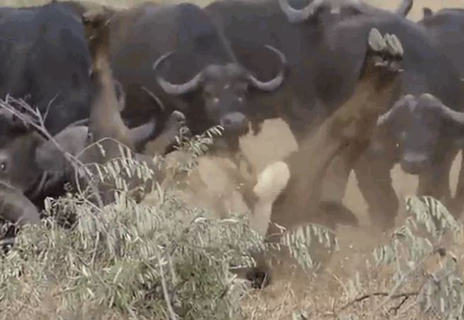 Ảnh cắt từ clip.