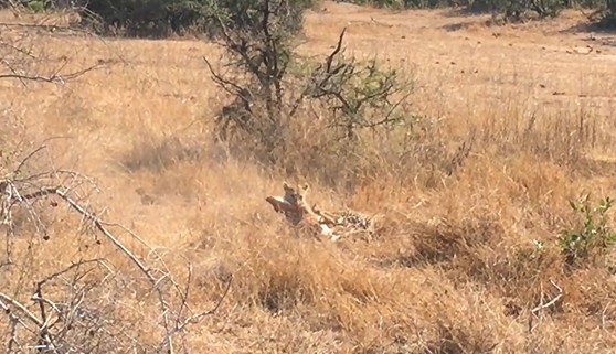 Ảnh cắt từ clip.