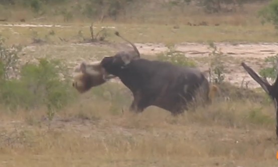 Ảnh cắt từ clip.