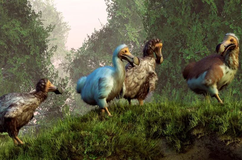 Chim Dodo (Raphus cucullatus) đã tuyệt chủng do hậu quả trực tiếp của quá trình thực dân hóa Mauritius của người châu Âu.