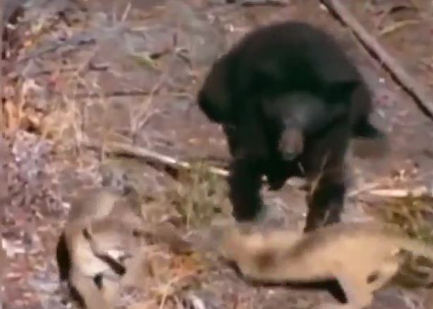 Ảnh cắt từ clip.