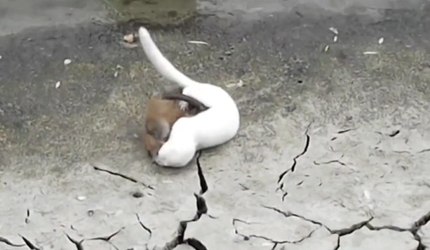 Ảnh cắt từ clip.