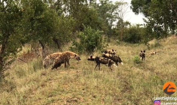 Ảnh cắt từ clip.